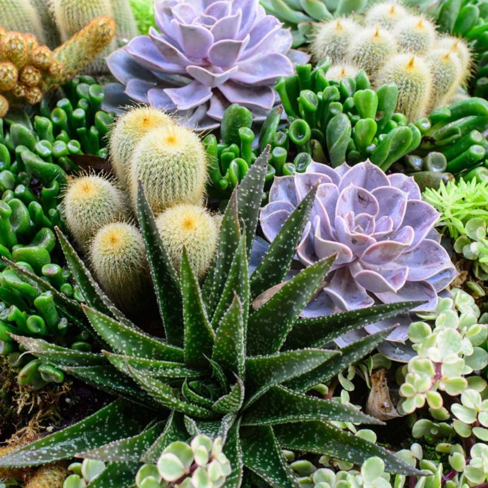 Plant Cuttings - Fresh Succulent Variety for Propagation - Echeveria, Aloe, and More - DIY Garden Projects