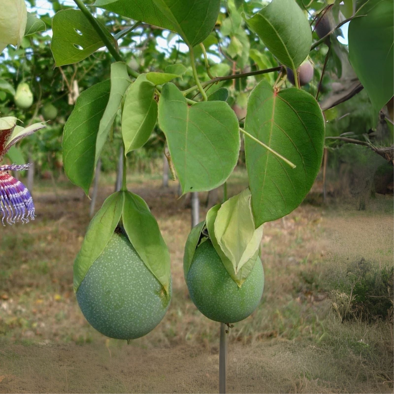 Sweet Calabash Seeds (30 Seeds) - Passiflora maliformis - Fruit Planting Seeds for Garden