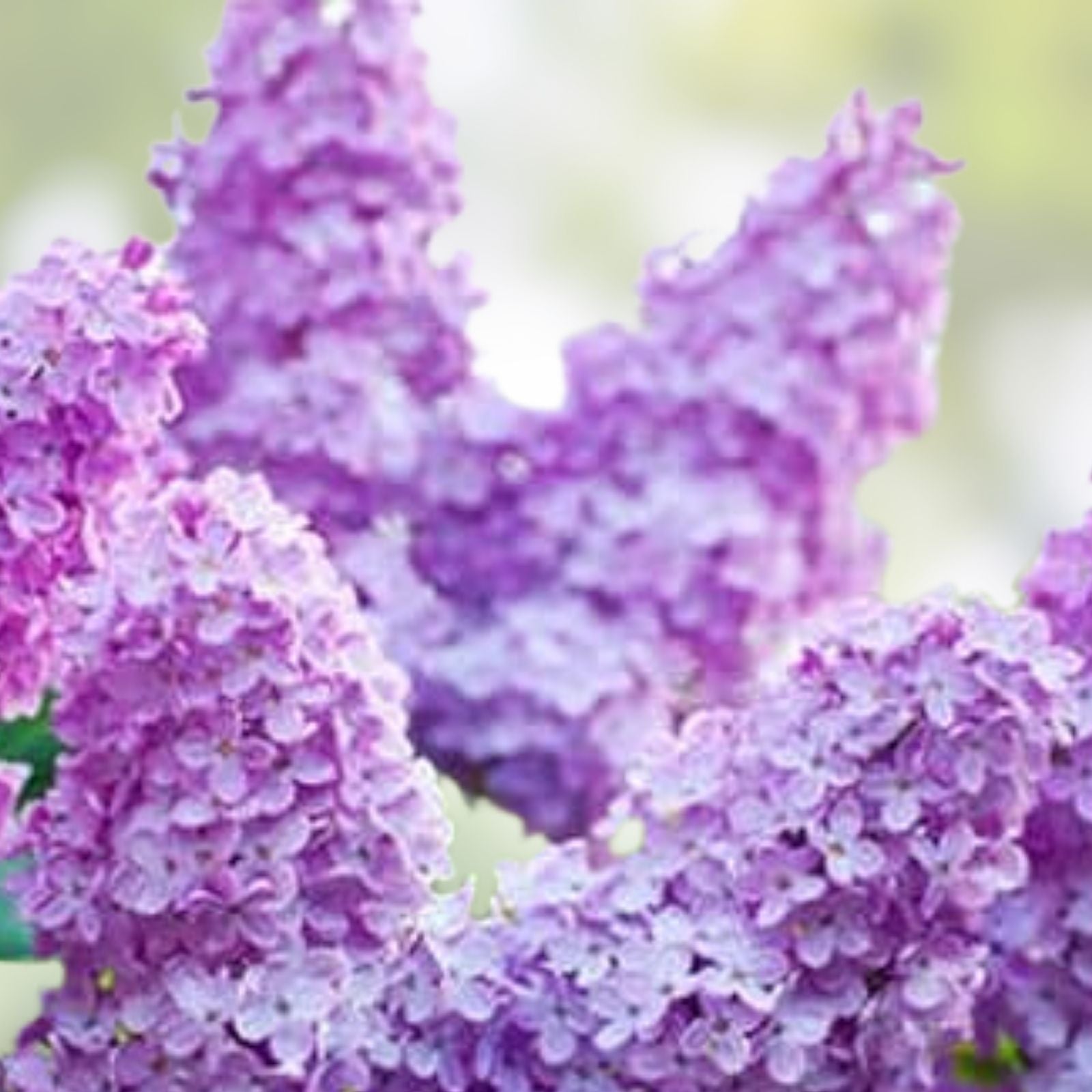 Lilac Bush Live Plant - Bare Root Old Fashioned Purple Syringa vulgaris Flowering Shrub for Garden Landscaping