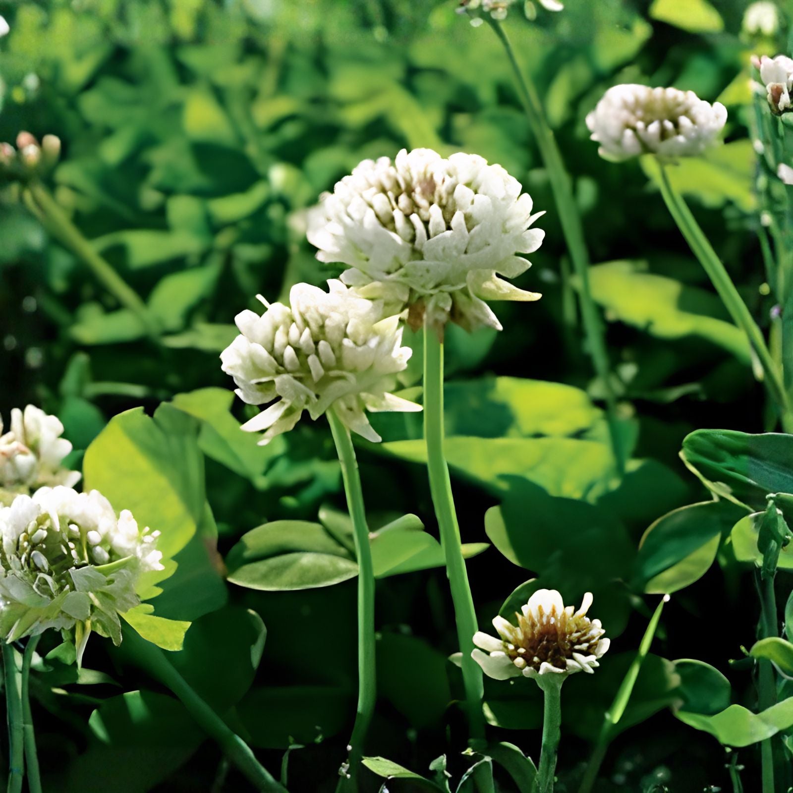 White Clover Seeds for Planting - 1,000 Seeds - Easy to Grow Lucky Grass - Trifolium repens, Ground Cover, Lawn Mix
