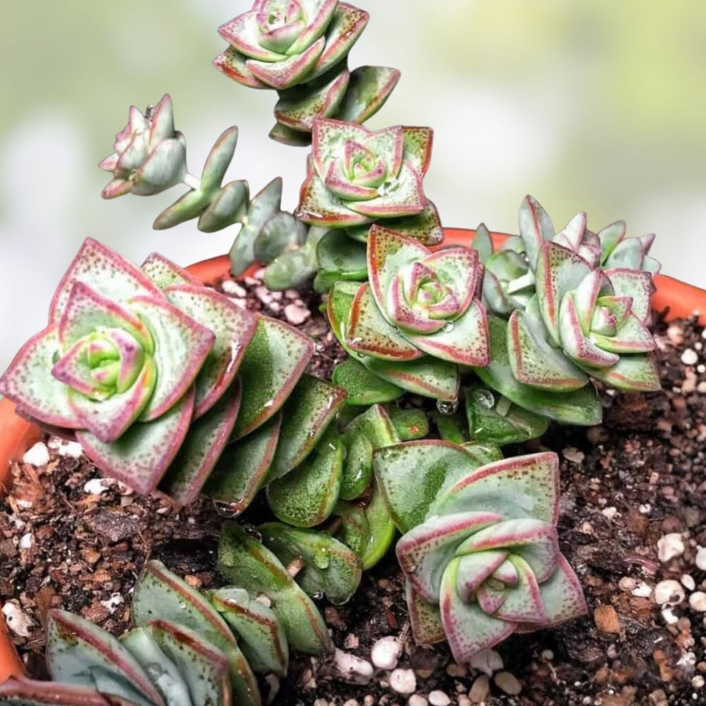 Succulent Plant - 2" String of Buttons - Crassula perforata - Indoor Outdoor Live Plant - Easy Care Succulent Gift