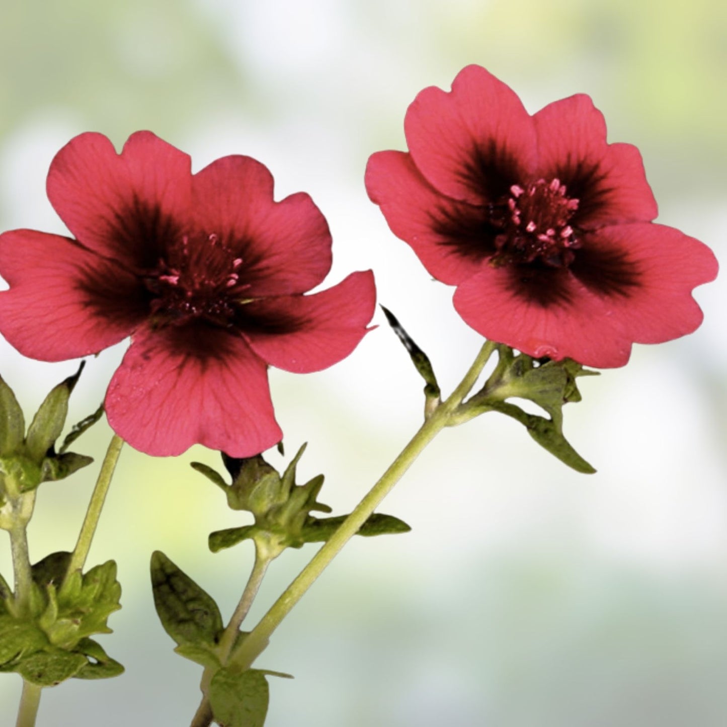 Monarch's Velvet Potentilla Seeds - 30 Organic Perennial Seeds - USA Grown, Free Shipping