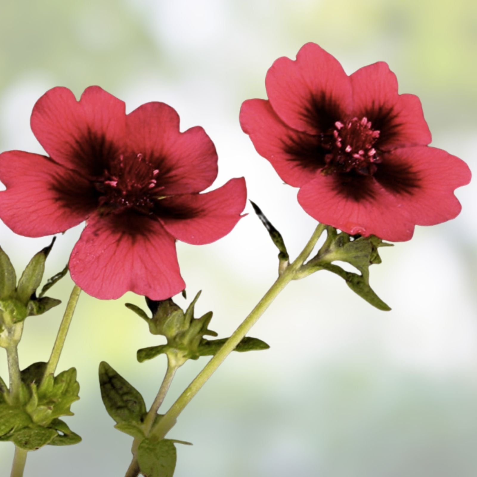 Monarch's Velvet Potentilla Seeds - 30 Organic Perennial Seeds - USA Grown, Free Shipping