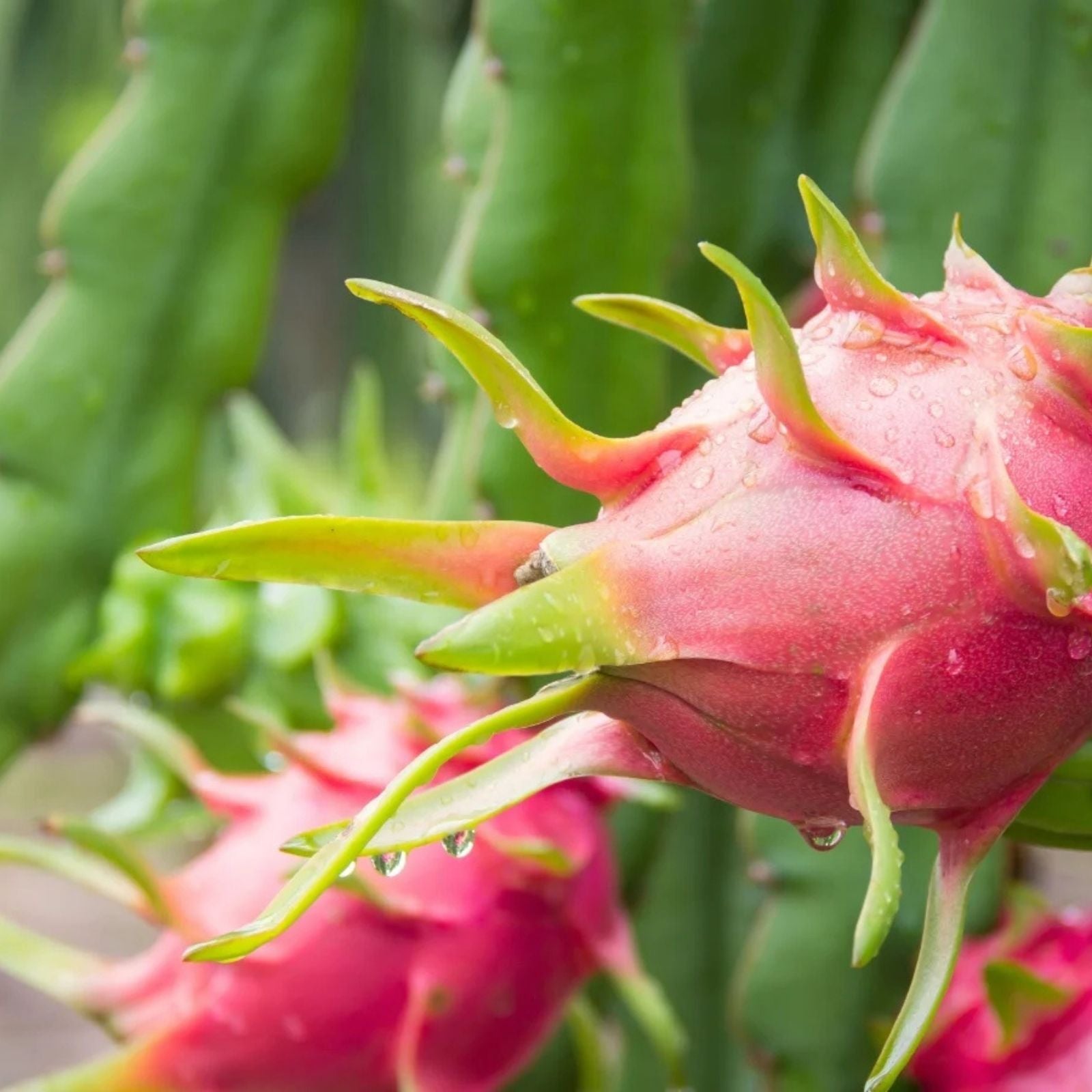 Organic Dragon Fruit Cuttings 12 Pack, 5 Inches, Fresh Hylocereus Undatus, Edible Fruit Plant, Cactus Succulent Propagation