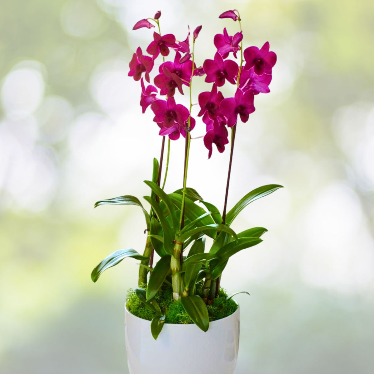 Dendrobium Orchid Plant - Compact Golden Shower - Dendrobium lindleyi - Fragrant Yellow Flowers