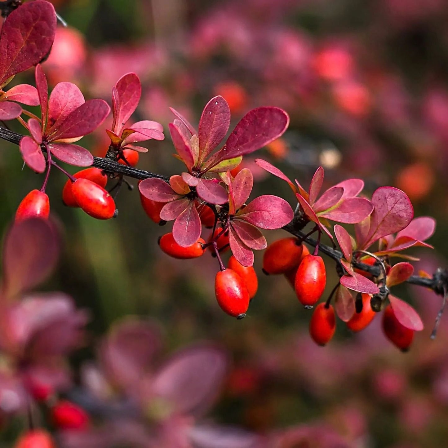 Japanese Barberry Bush Cuttings - 6 Organic Edible Berry Plants - Berberis thunbergii - Ornamental Shrubs for Landscaping