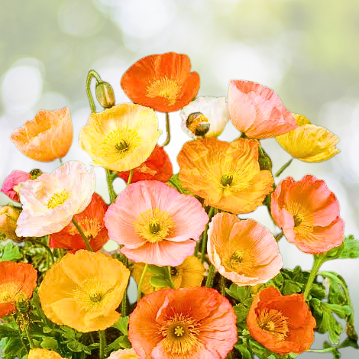 Iceland Poppy Seeds - 1000 Mixed Colors - Papaver nudicaule - Flower Seeds for Zones 2–8