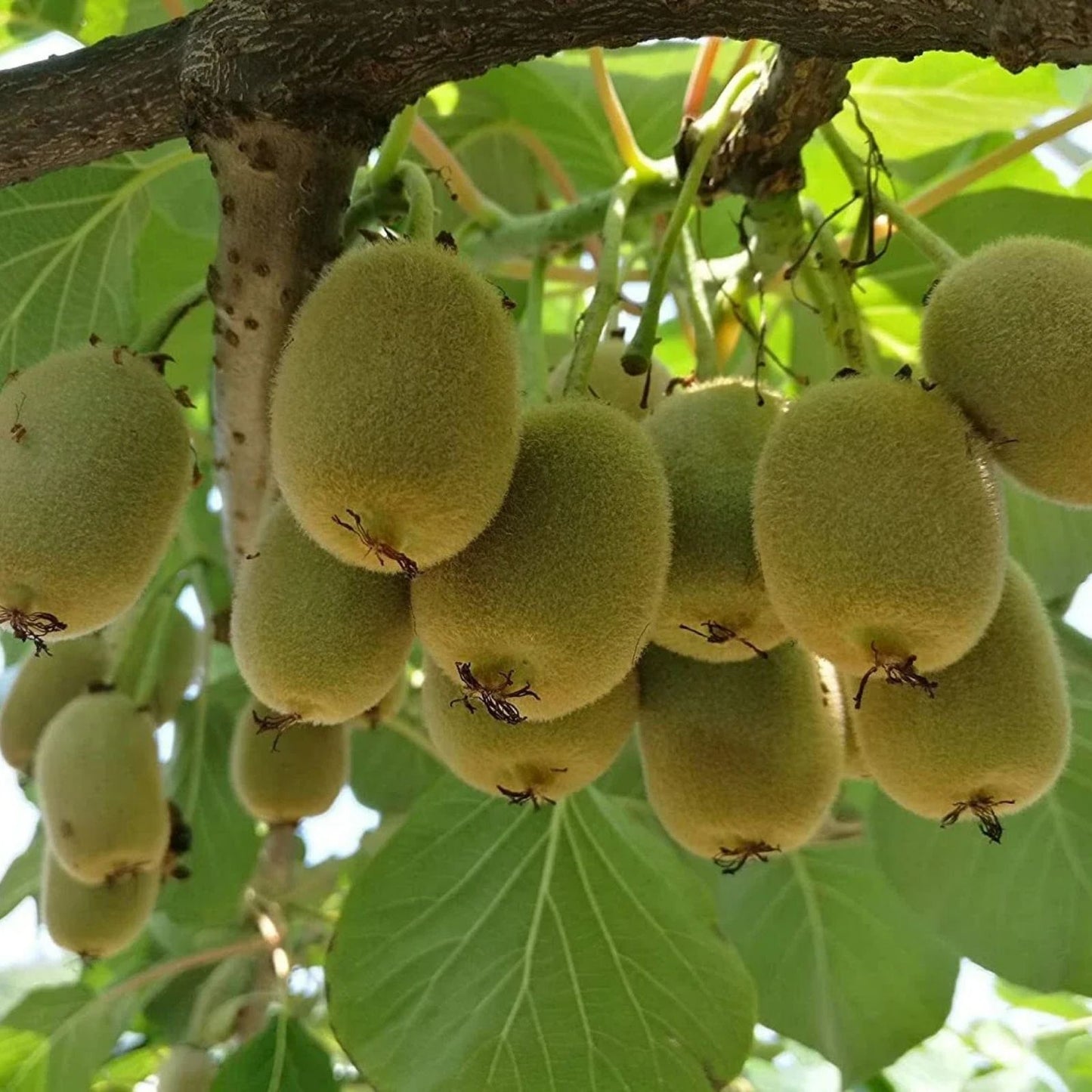 Bonsai Kiwi Tree Seeds 50 Pack, Actinidia Chinensis, Green Fruit Variety, Planting Kit, Fruit-bearing Bonsai Seeds