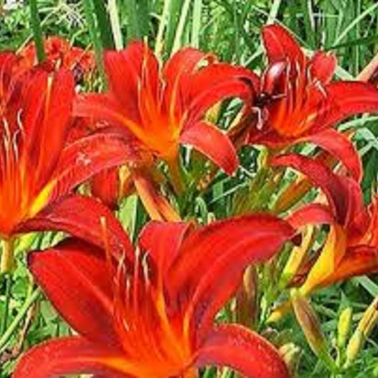 Red Giant Daylily Bare Root Plants - Hemerocallis 'Red Giant' - Spring Sprouting - Free Shipping