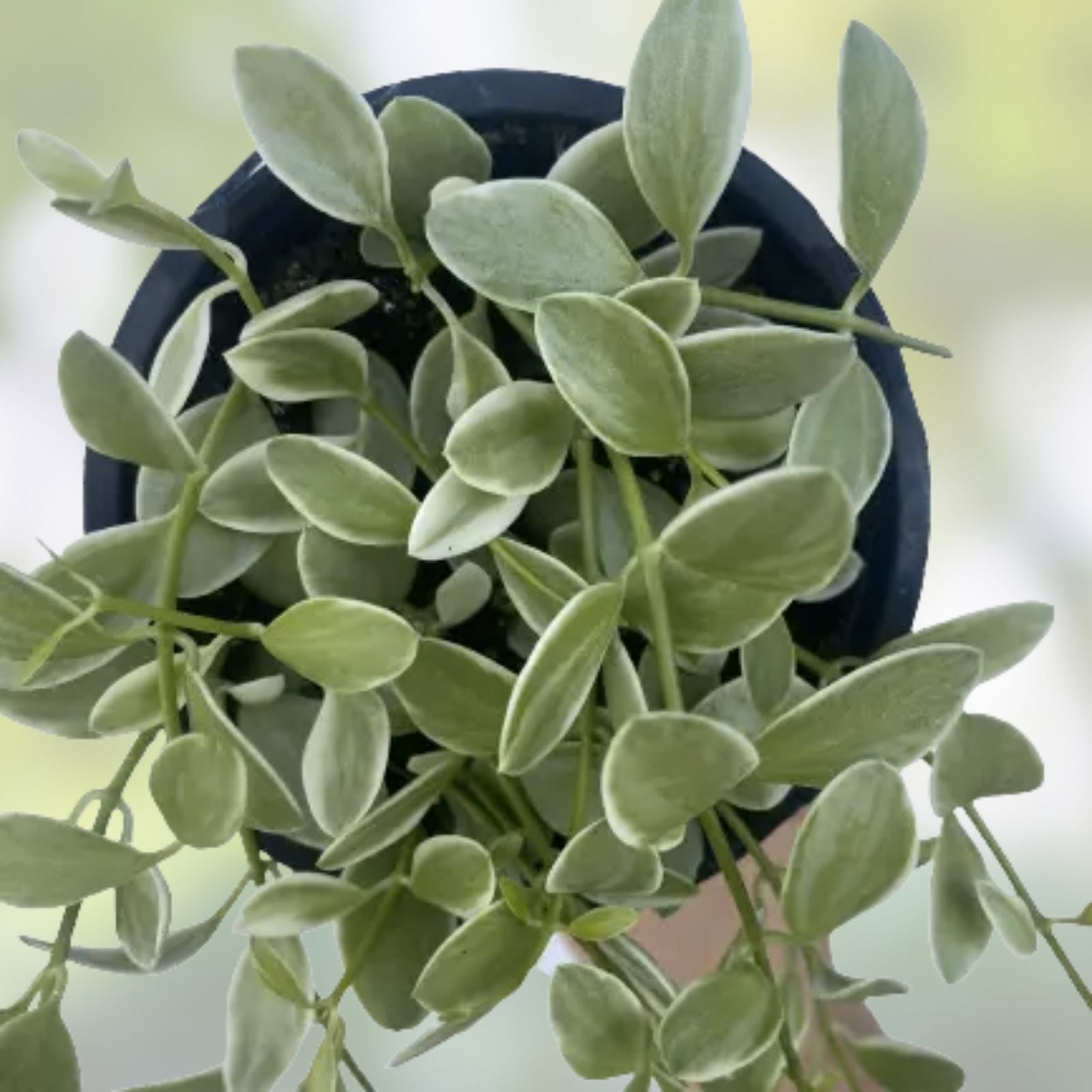 Dischidia Oiantha Variegata Cutting - Rare Variegated Houseplant for Propagation and Plant Collection
