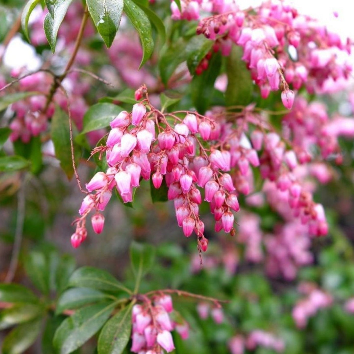 Unrooted Pieris Japonica Cuttings, Japanese Andromeda Bush, 5 Fresh Thin Plant Propagation Cuttings