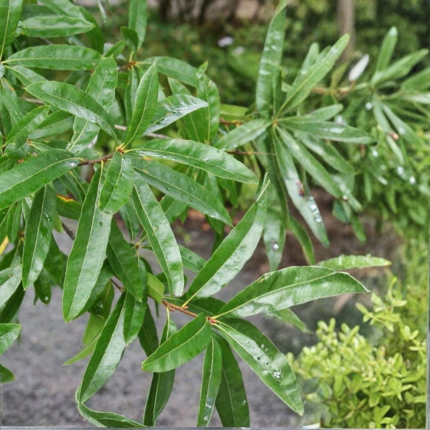 Willow Oak Saplings 10-Pack 10-12" Tall Quercus phellos Southern Alabama Grown Tree Seedlings