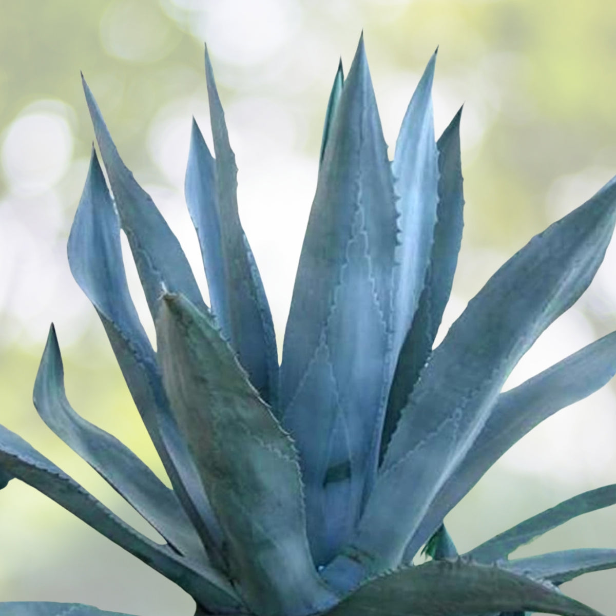 Blue Agave Live Plant 2-3in Pups | Tequila Agave Azul Succulent | Agavaceae | Bare Root Shipping Available