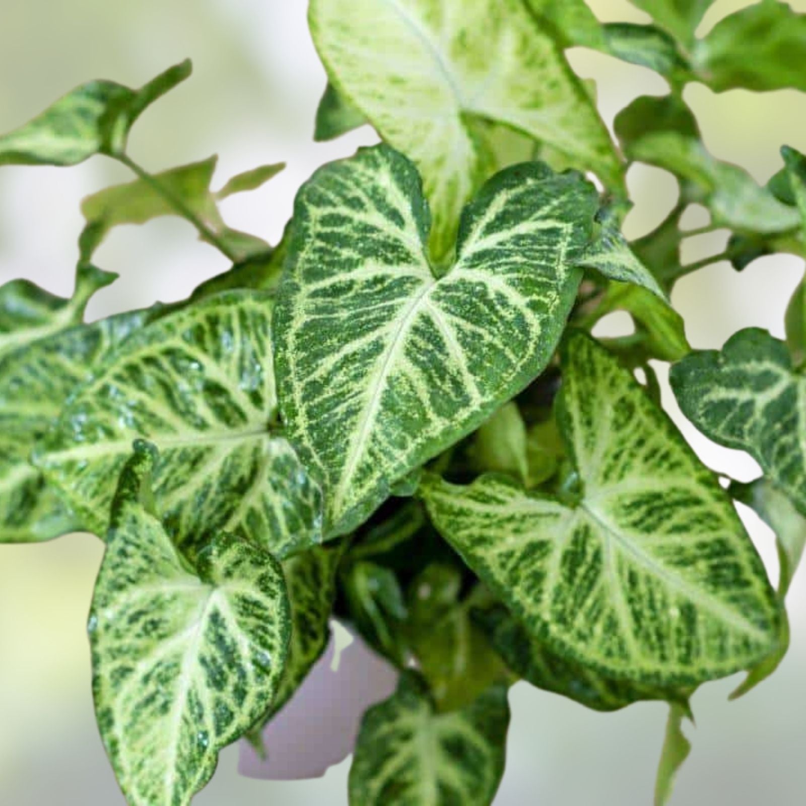 Rooted Arrowhead Vine Plant Cuttings - Syngonium Podophyllum Indoor Houseplant - Easy Care Greenery for Home Decor