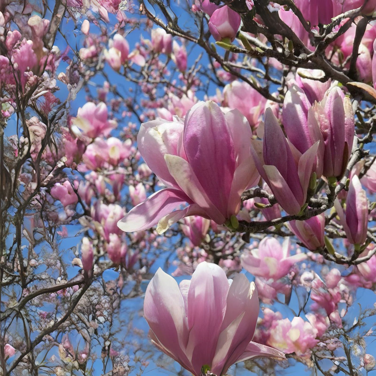 Jane-Magnolia-Tree-Live-Plant-6-12"-Tall-Fragrant-Magnolia-Bush-in-2.5"-Pot-Magnolia-x-Jane