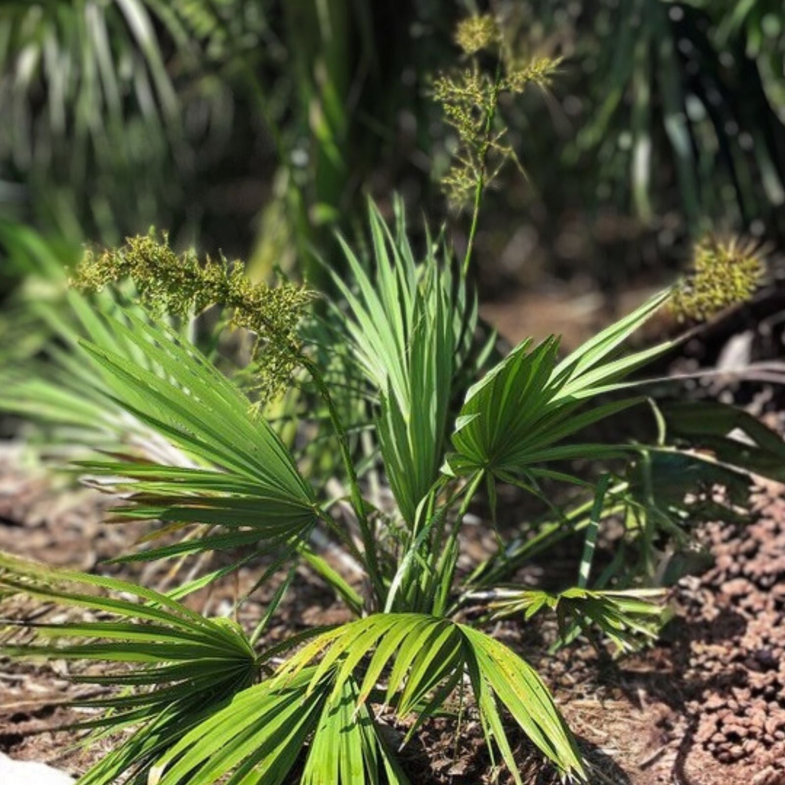 Dwarf Palmetto Plant – 5 Live Sabal Minor – Cold Hardy, Drought Tolerant, Southern Tough, Zone 7-10