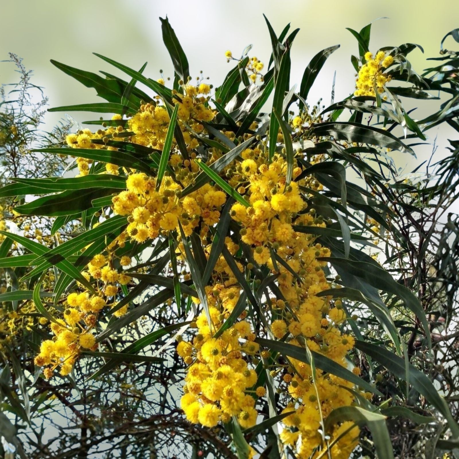 Acacia Saligna Seeds - Golden Wreath Wattle Tree - 25 Seeds - Mimosa Variety - Native Australian Plant