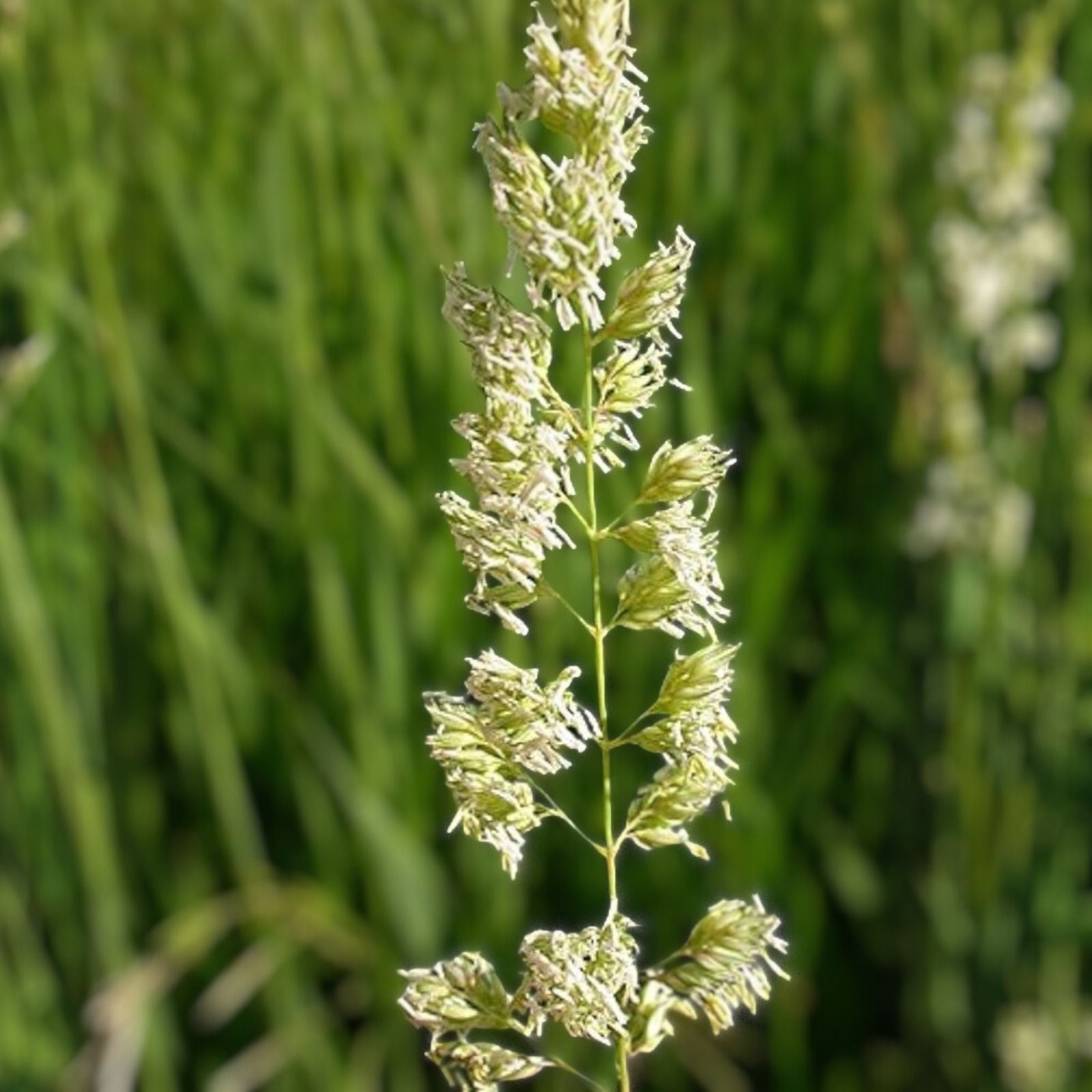 Reed Canary Grass Seeds 1,000 Pack - Ornamental Grass - Phalaris arundinacea - Evergreen, Hardy, Fast-Growing Seed for Landscaping