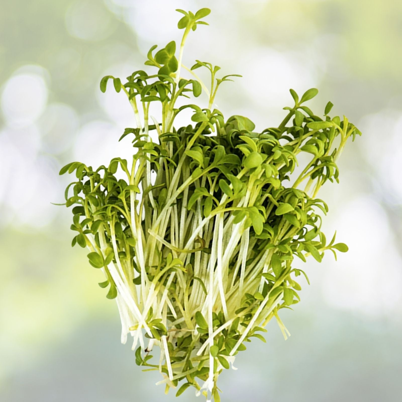 Cress Seeds 1000+ Upland Cress, Garden Cress, American Cress, Creasy Green, Lepidium sativum (USA)
