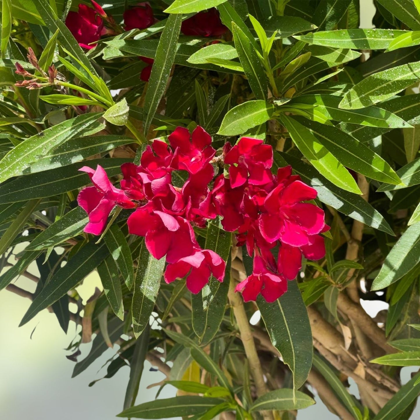 Oleander Live Cuttings 6" Red Nerium Oleander Bush Shrub Perennial 7-Pack Garden Planting Supplies