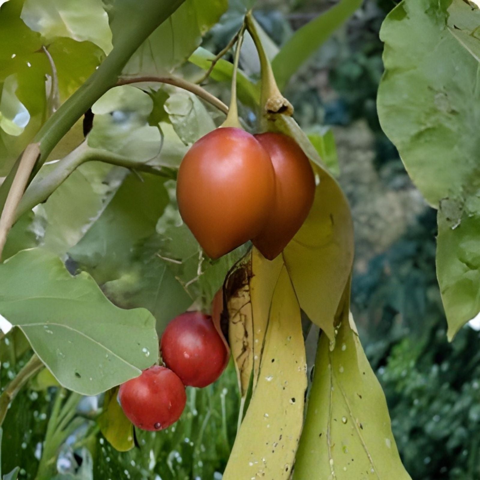 Tamarillo Seeds 20 Pack - Tomato Tree Seeds Cyphomandra Betacea Fast Growing Fruit Plant USA Seller