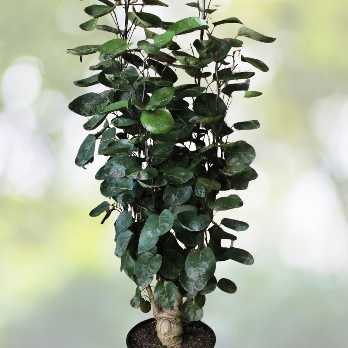 Aralia 'Fabian' Plant in 6" Pot - Glossy Dark Green Foliage - Polyscias scutellaria - Indoor/Outdoor Tropical Decor