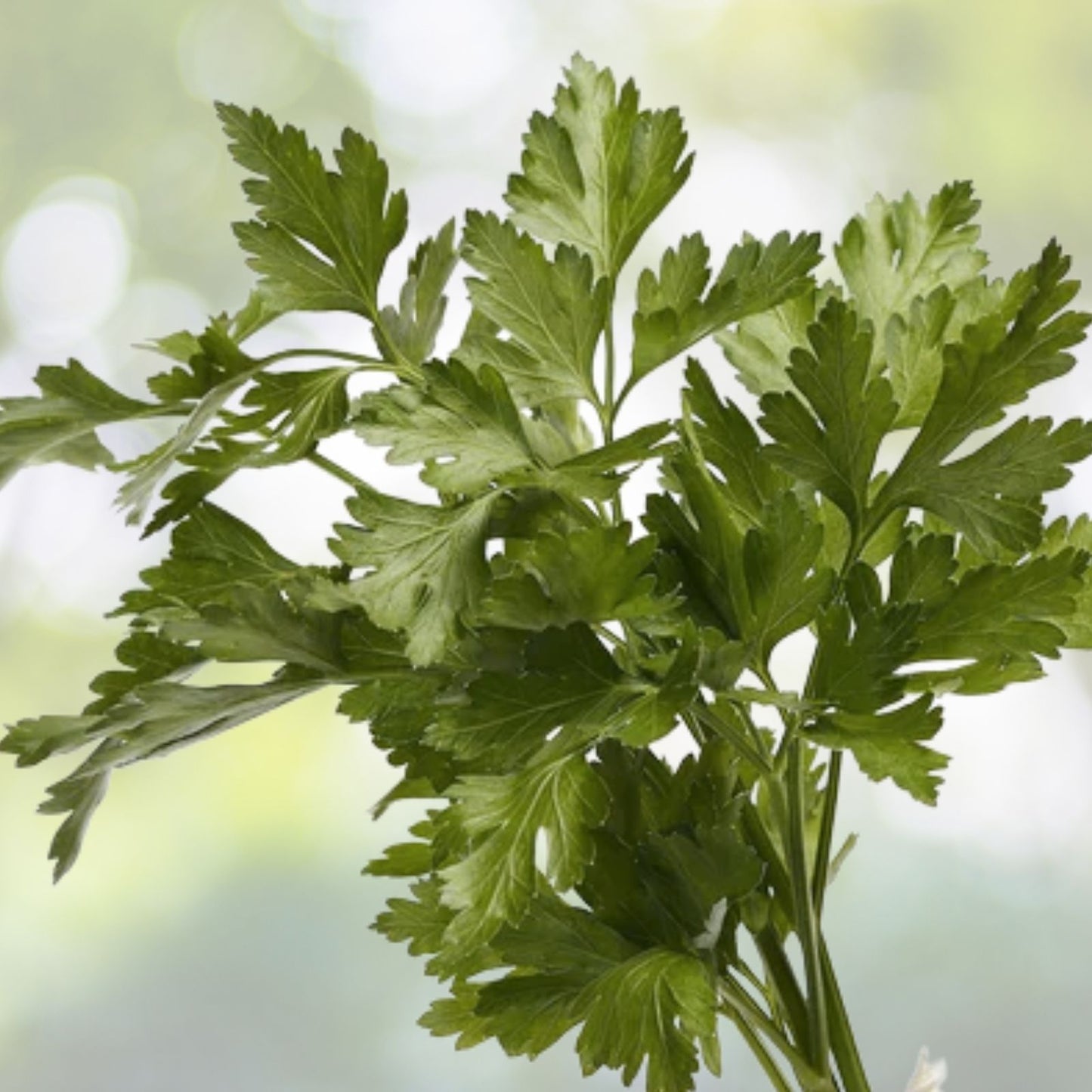 Italian Parsley Seeds - 200+ Dark Green Flat Leaf - Petroselinum crispum - Garden Fresh Herb for Home Gardening