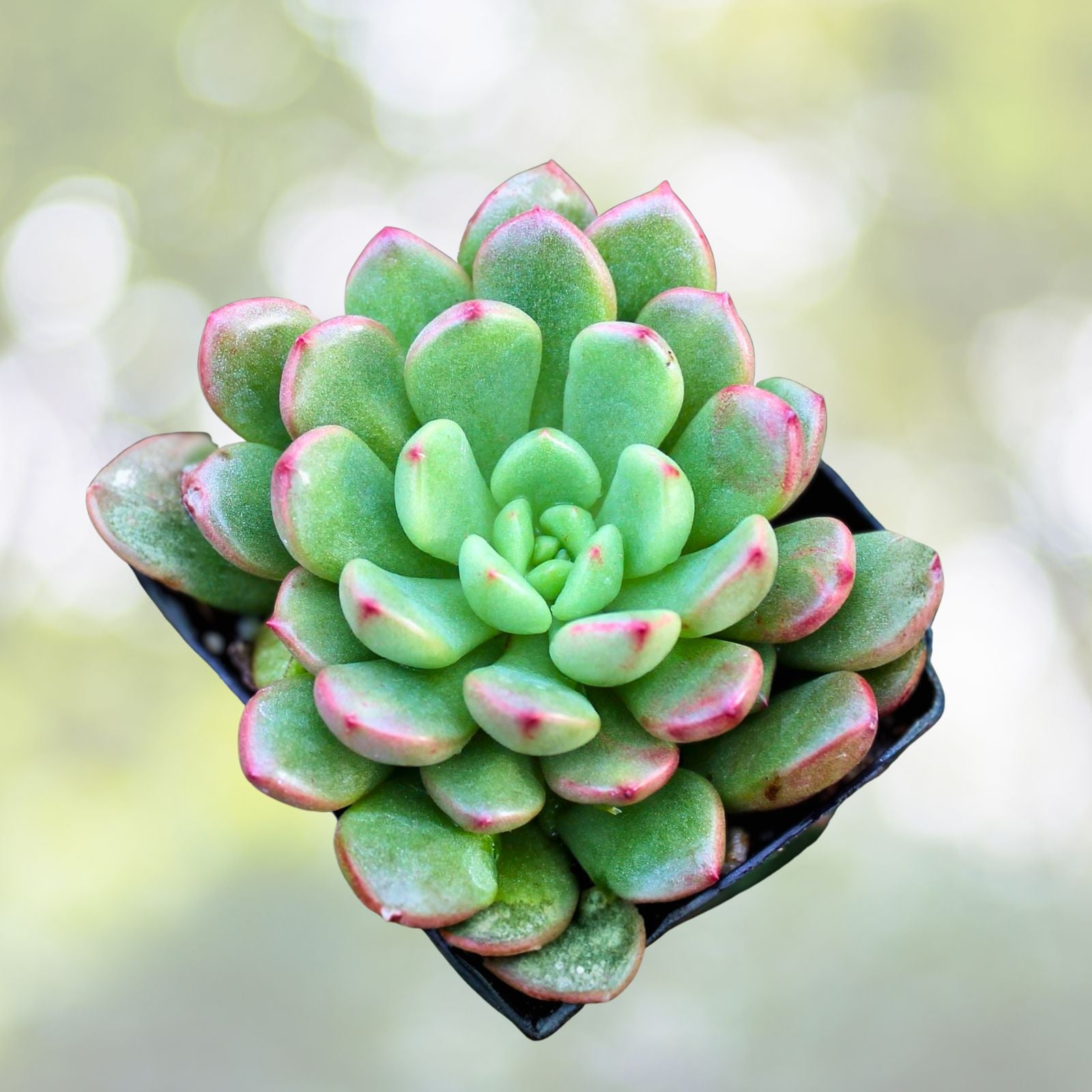 Graptoveria Bashful Succulent 2" Pale Green with Pink Tips Easy Care Propagation Friendly