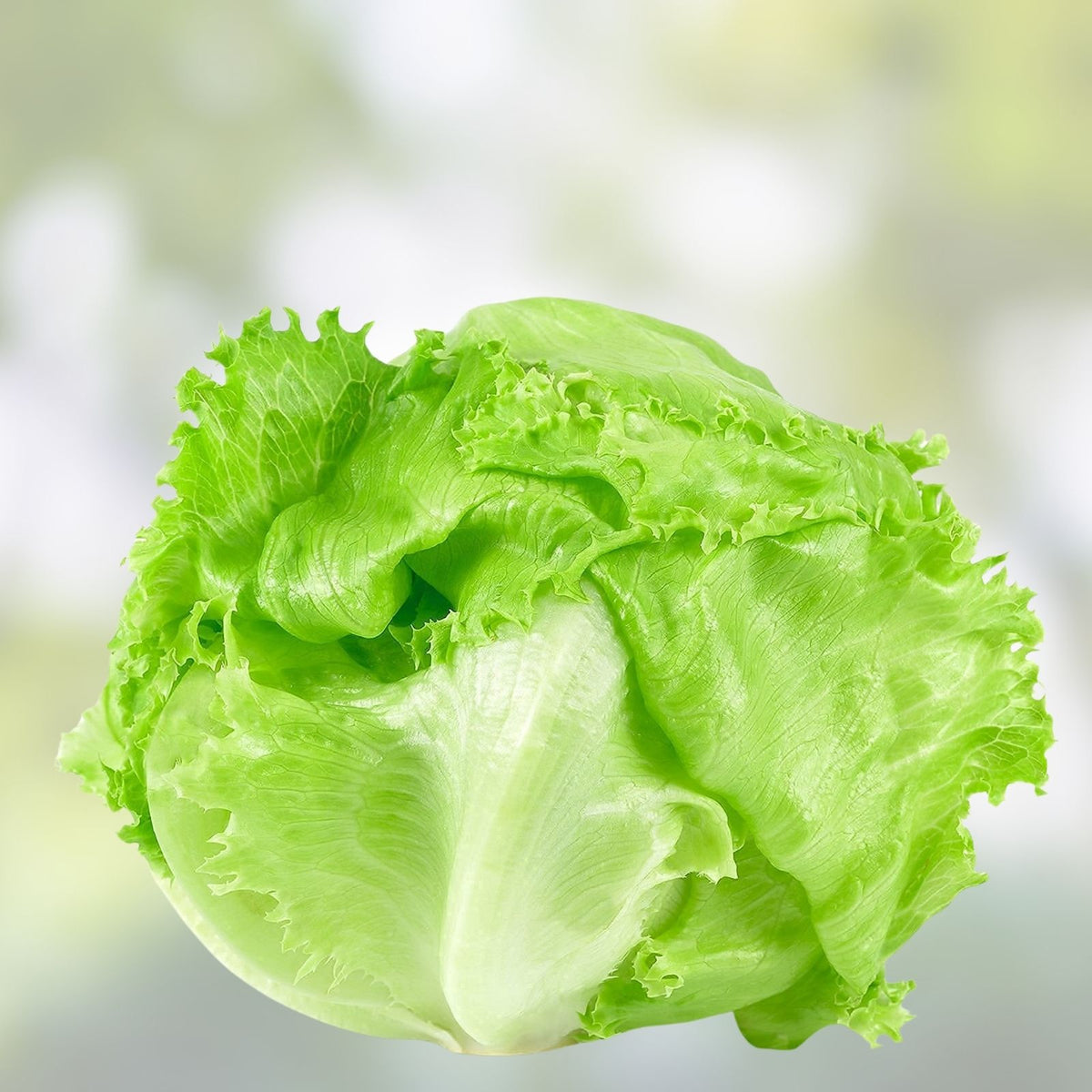 Iceberg Lettuce Seeds - Heirloom Non-GMO Variety - 1000 Seeds - Lactuca sativa - Salad Greens, Organic Gardening, Vegetable Seeds