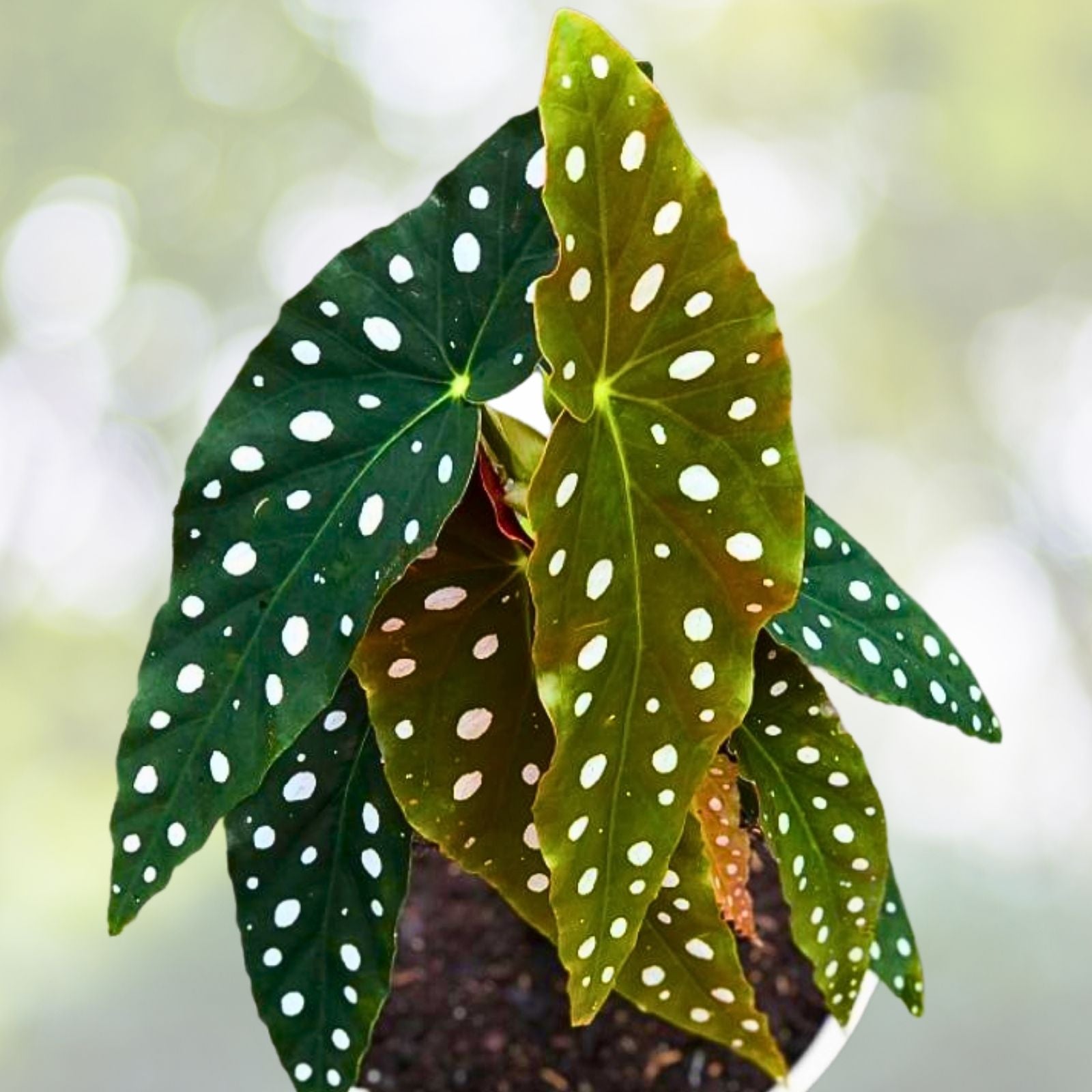 Angel Wing Begonia Plug - Looking Glass - Rare Silver Leaf Indoor Plant - Begonia maculata