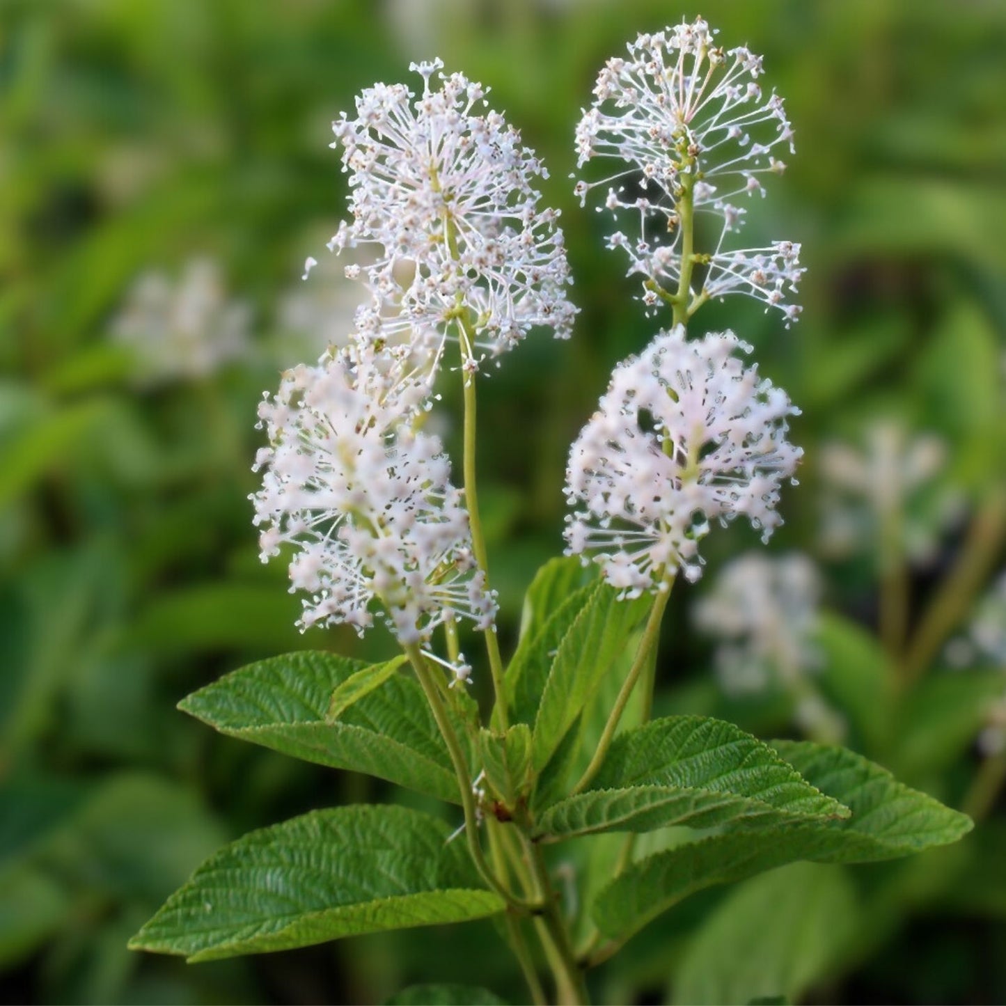 New Jersey Tea Seeds - 50 Pack - Blooming Shrub for Native Gardens - Ceanothus americanus - Wildflower Seeds