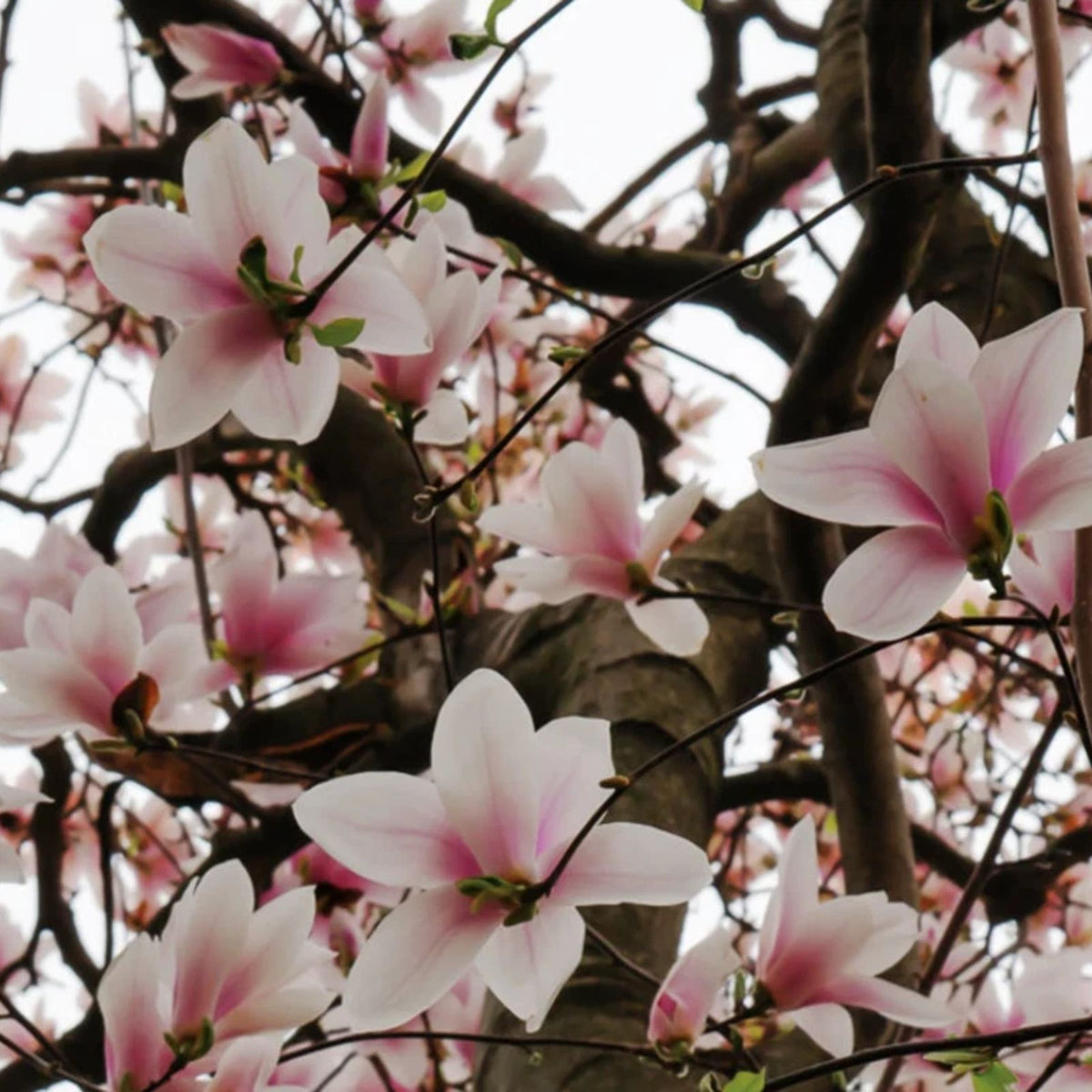 Saucer-Magnolia-Tree-6-12"-Live-Plant-Soulangeana-Magnolia-2.5"-Pot-Perfect-for-Gardens-and-Landscaping