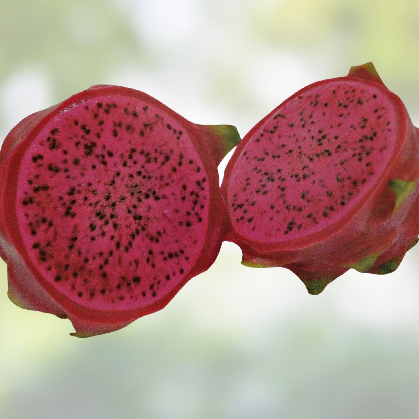 Dragon Fruit Cuttings 8" Halley's Comet Red Flesh Pitahaya Hylocereus - Edible Cactus Plant for Gardening