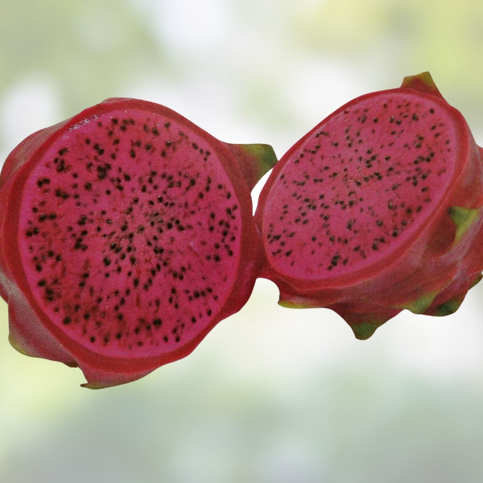 Dragon Fruit Cuttings 8" Halley's Comet Red Flesh Pitahaya Hylocereus - Edible Cactus Plant for Gardening
