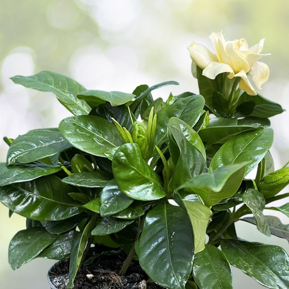 Heirloom Gardenia Bush 1ft Live Plant, White Cape Jasmine, Fragrant Shrub, Gardenia Jasminoides, Bare Root, USA Seller