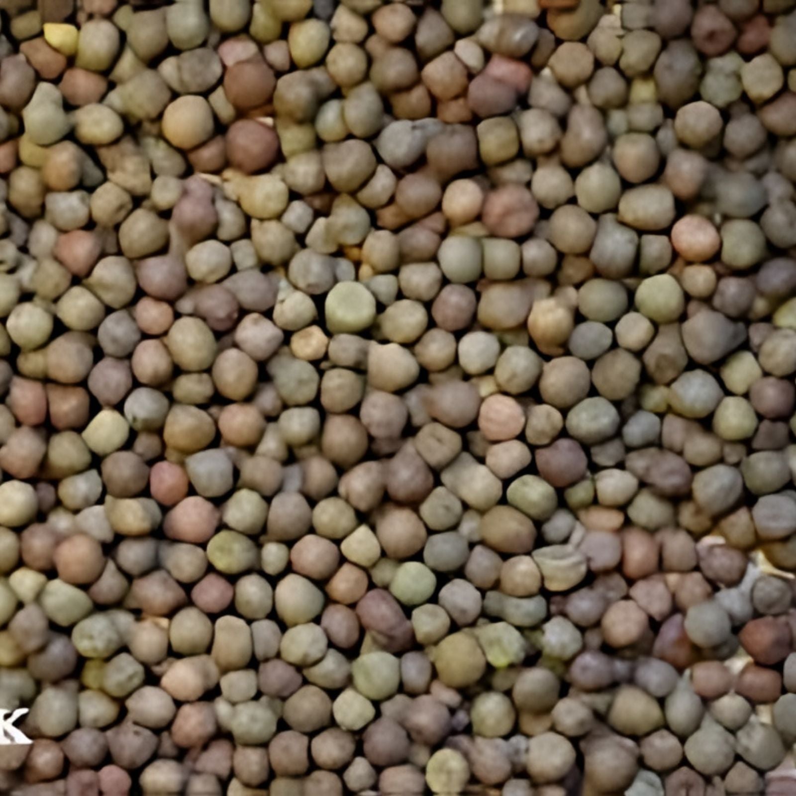 Austrian Winter Pea Seeds Cover Crop Deer Food Plot Pisum sativum subsp. arvense