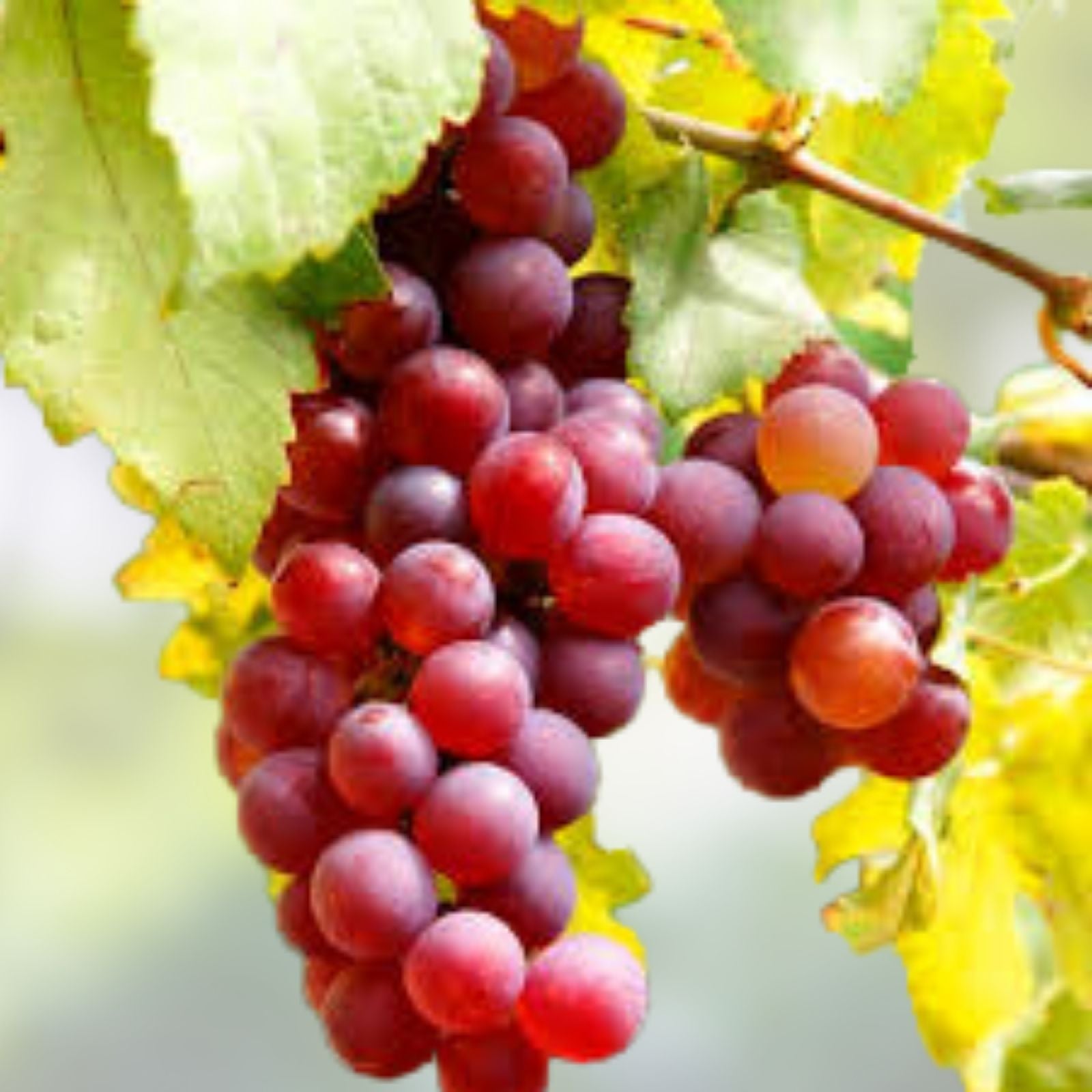Crimson Vine Cuttings - Large Red Seedless Table Grape - Vitis vinifera - No Roots - Lot 4