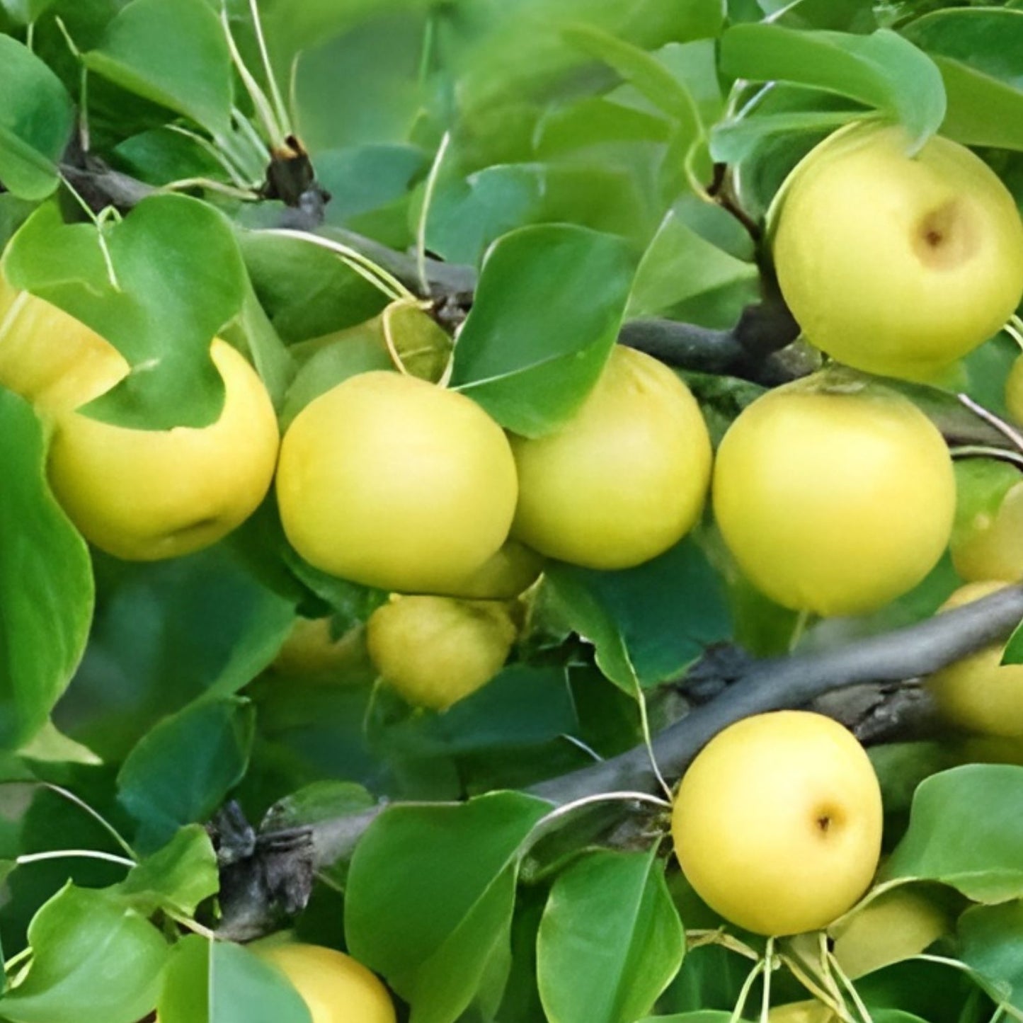Chojuro Pear Cuttings - 4 Golden Brown Round Crispy Propagation Material - Pyrus pyrifolia