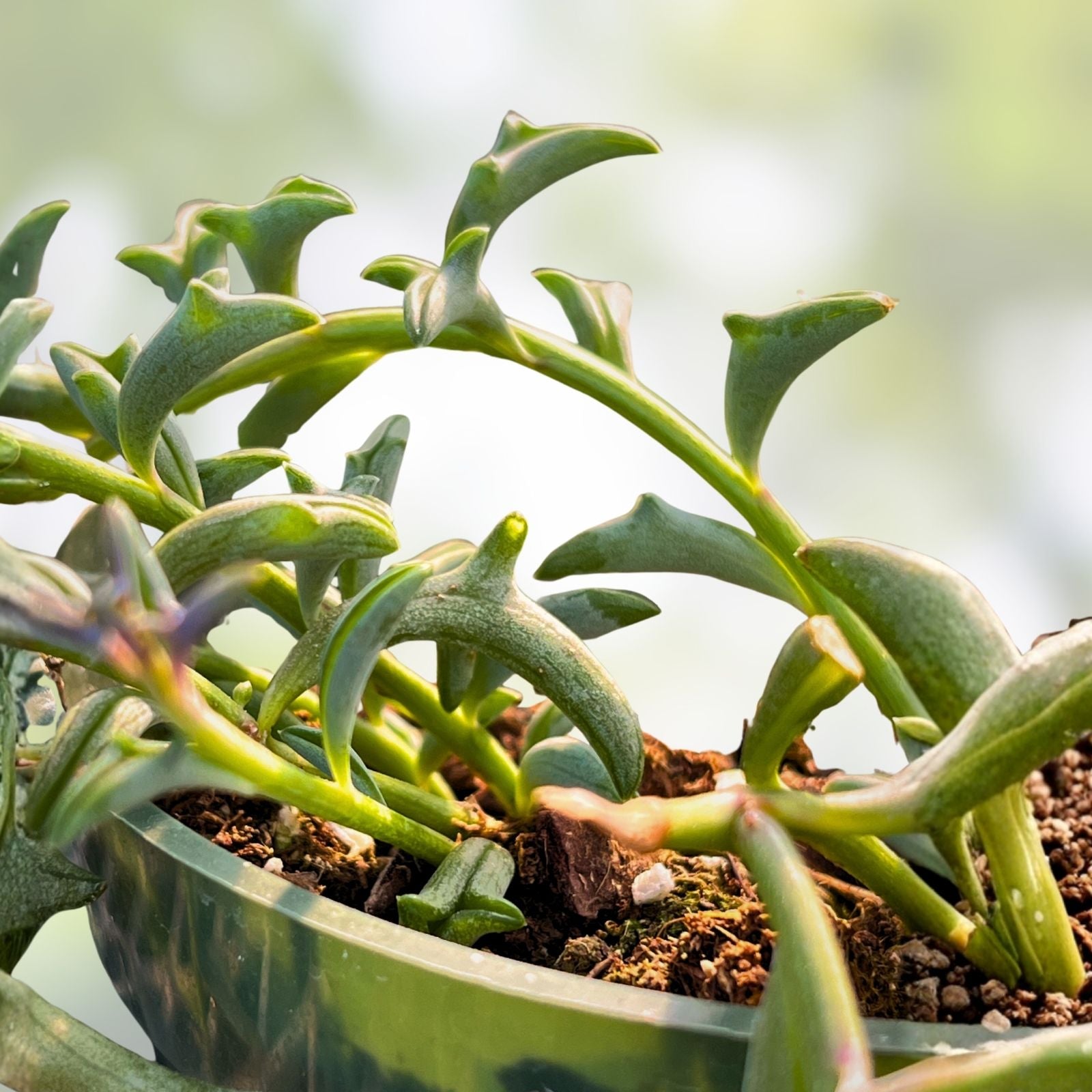 String of Dolphins Succulent Plant - Rooted Senecio Peregrinus with Dolphin-Shaped Leaves - Unique Houseplant for Home Decor