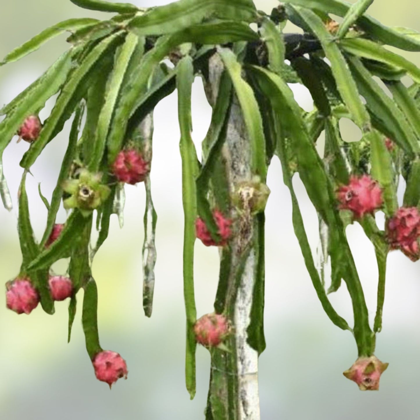 Vietnamese White Dragon Fruit Cuttings 4 Pack | Self-Pollinating Hylocereus undatus | Fruit Plant for Garden & Container