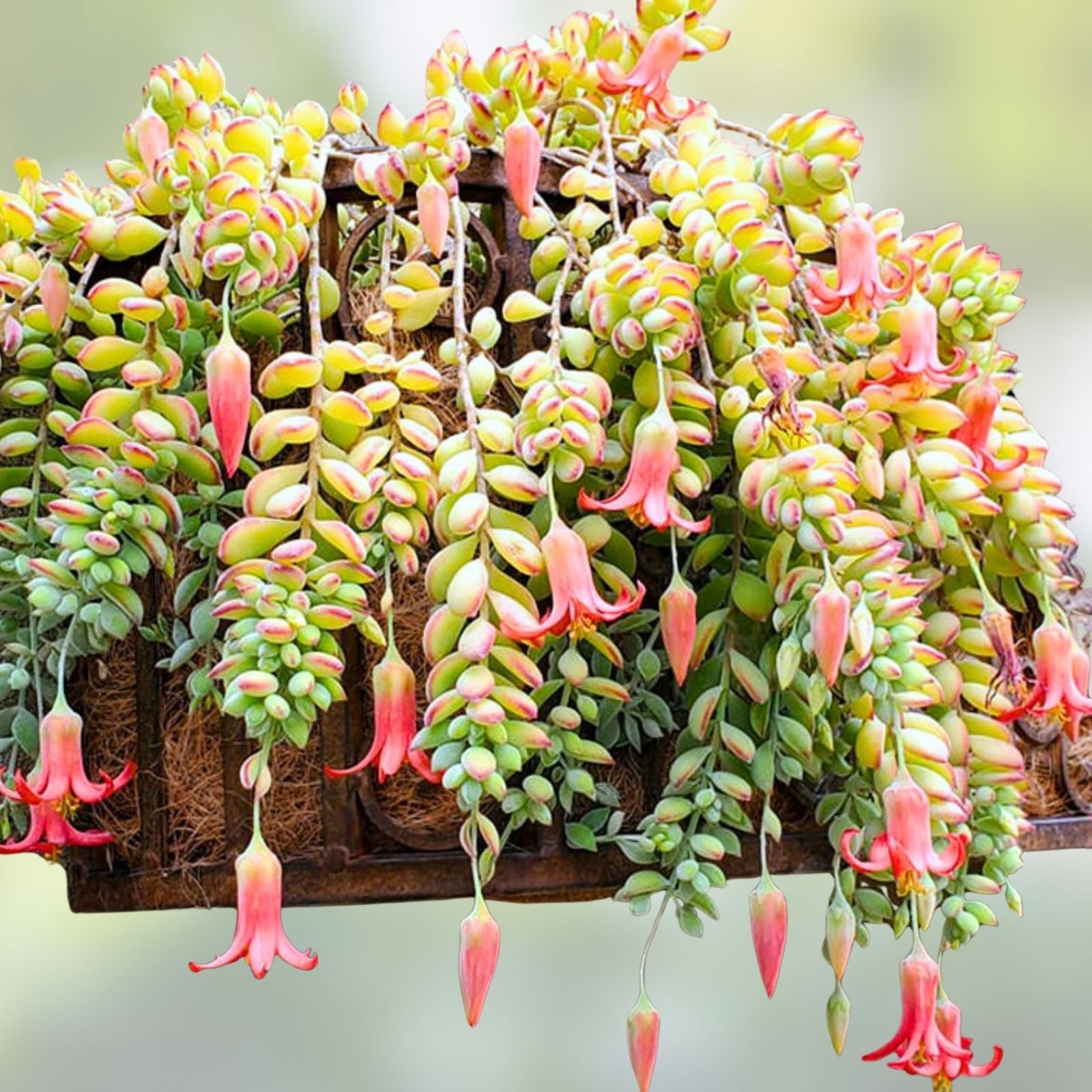 Rare Cotyledon Pendens Succulent Cuttings - 3 Live Indoor Garden Decor Plants - Unique Hanging Succulents