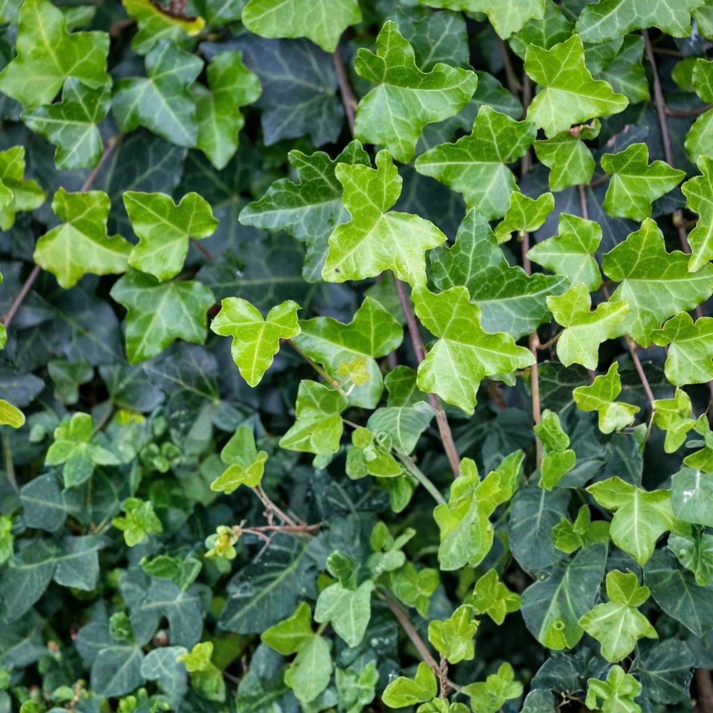 English Ivy Cuttings - 15 Unrooted Fast Growing Hedera helix for Privacy Screening