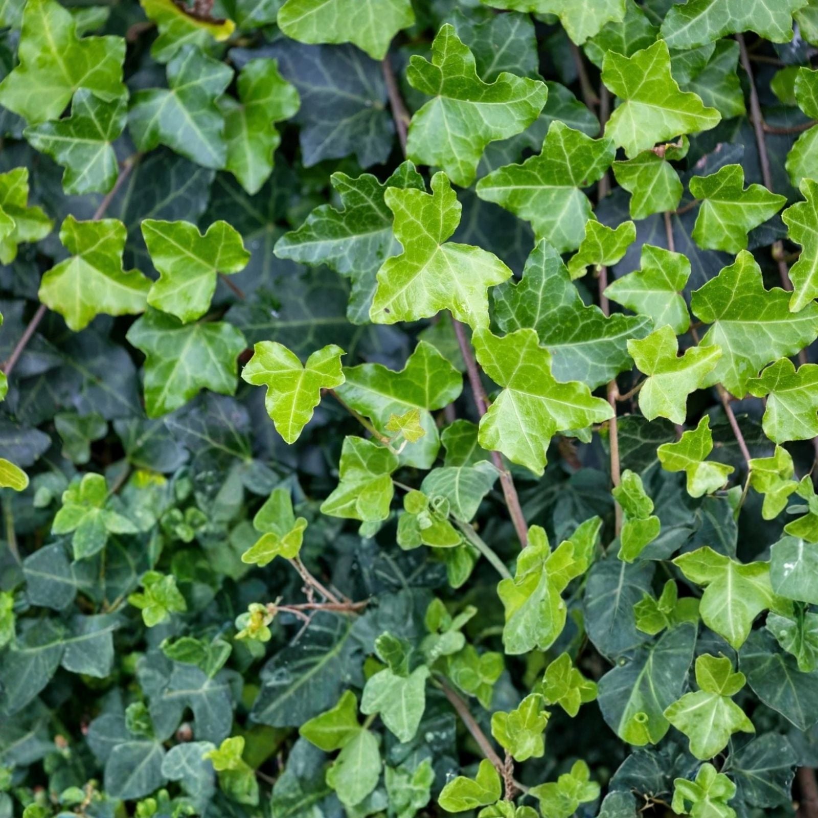 English Ivy Cuttings - 15 Unrooted Fast Growing Hedera helix for Privacy Screening
