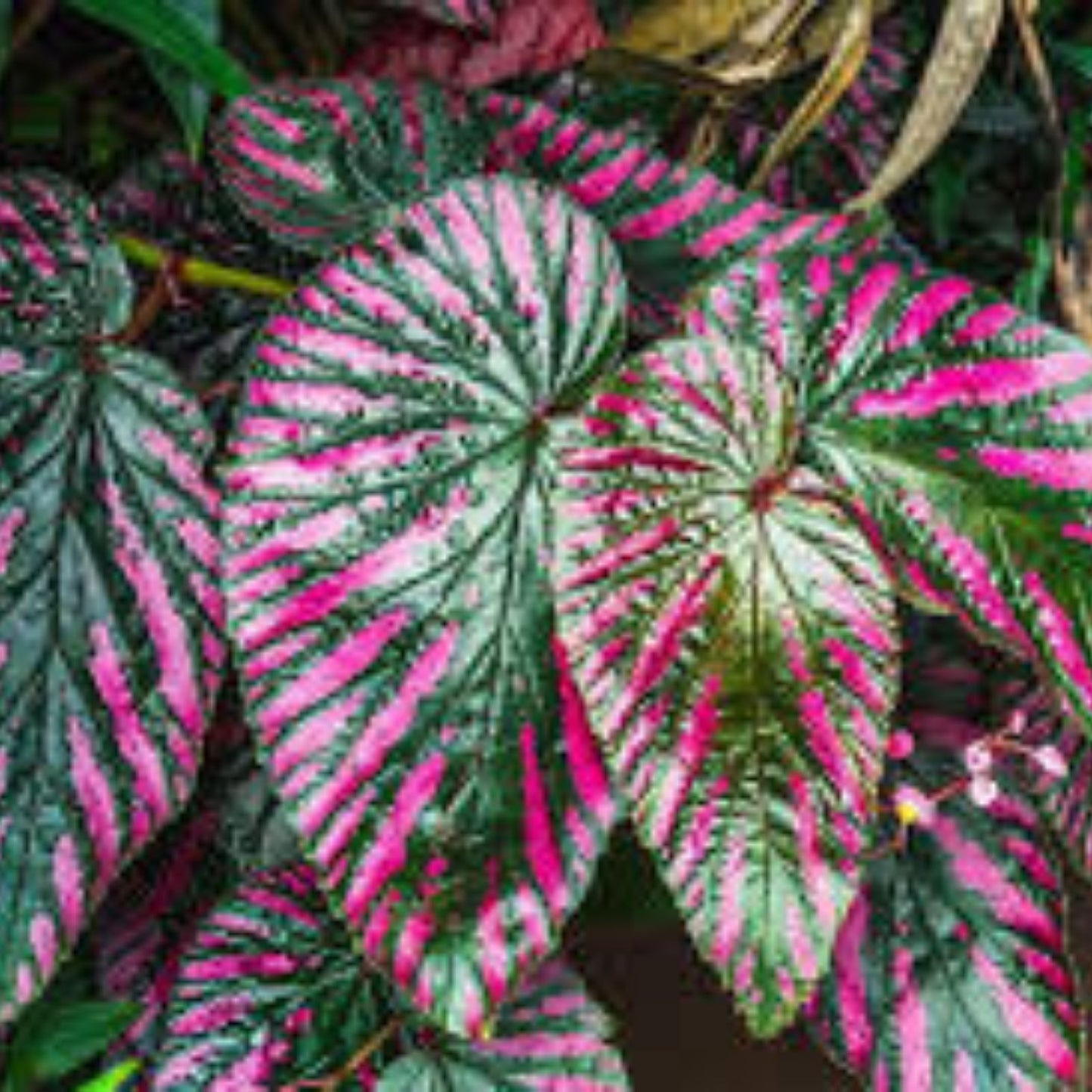 Caladium Bulbs 6 Count – Buck Variety, Colorful Foliage, Tropical Perennial, Caladium bicolor
