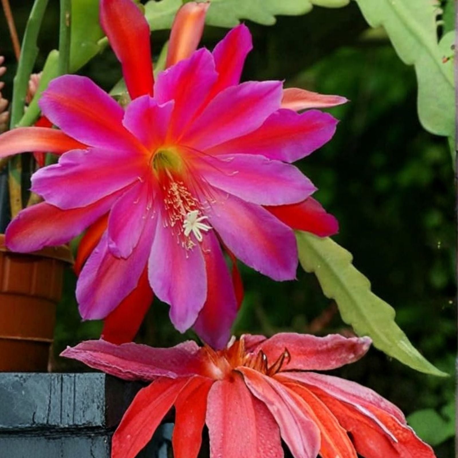 Epiphyllum Orchid Cactus Cuttings 4 Rooted with New Growth Golden Anniversary Epiphyllum Hybrid Plant
