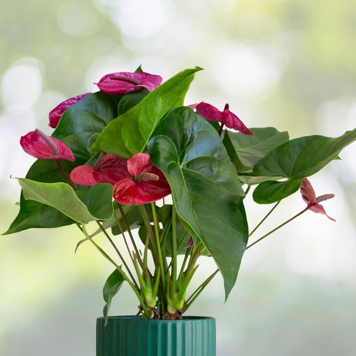 Anthurium Plant 6" Pot Unique Purple Flowers Anthurium spp. Healthy Tropical Houseplant from Miami