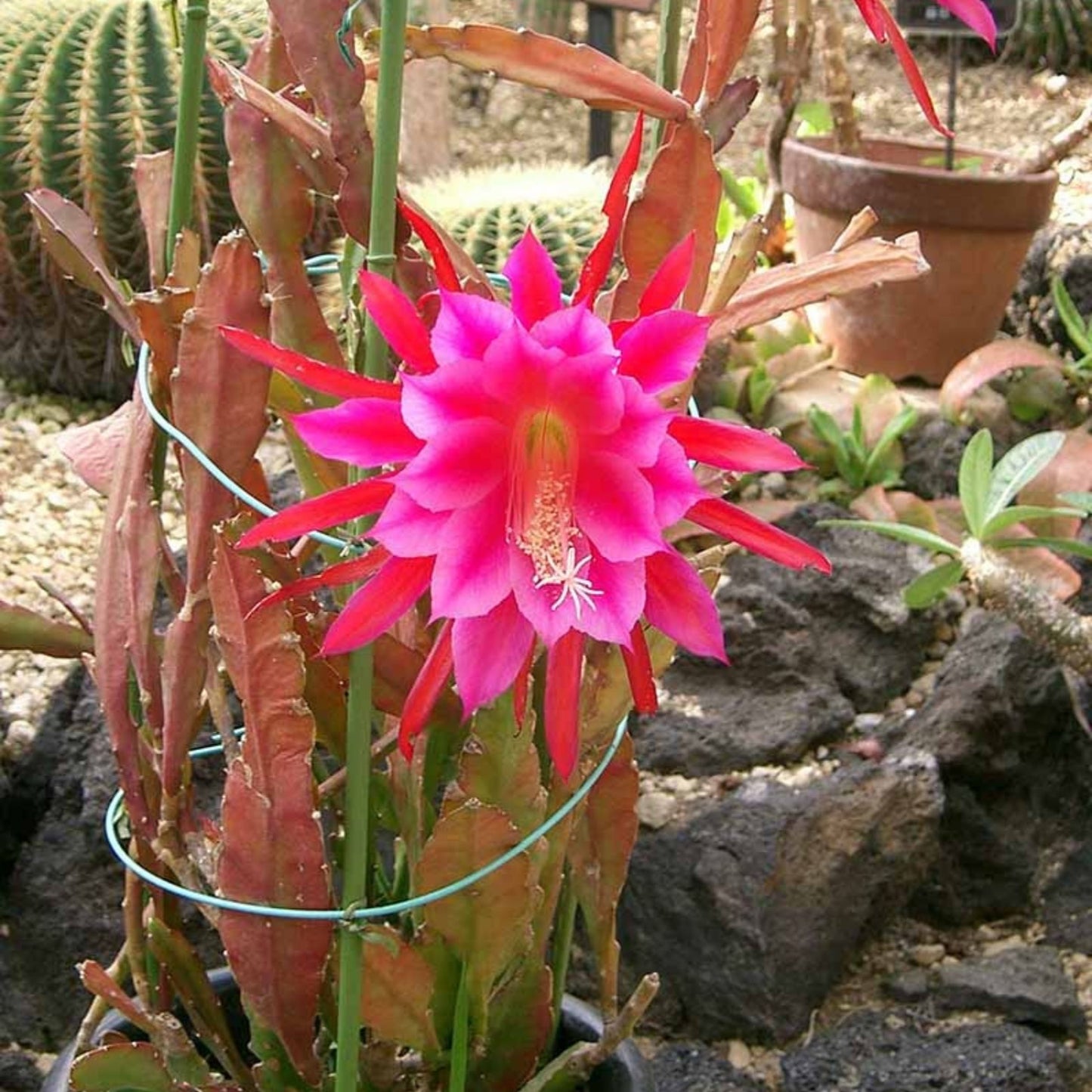 Epiphyllum 'Grand Baroque' Rooted Cutting - Rare Orchid Cactus Houseplant, Unique Succulent Variety