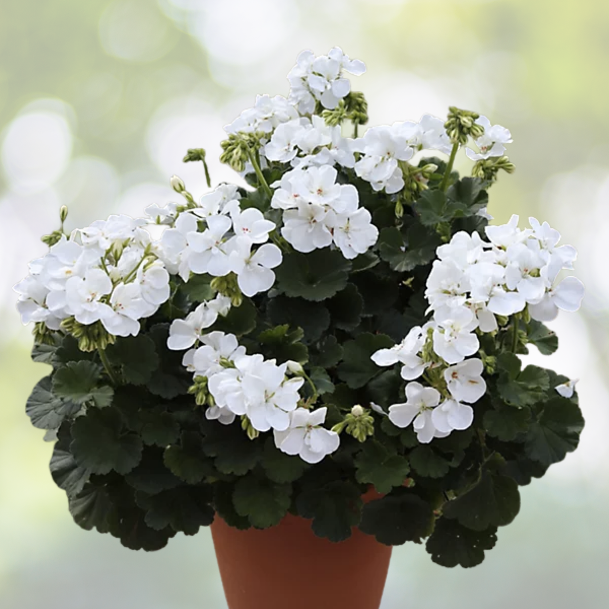 Double White Pelargonium Zonal Geranium 6" Starter Cuttings - Pelargonium zonale, 3 Pack Live Plants for Gardening