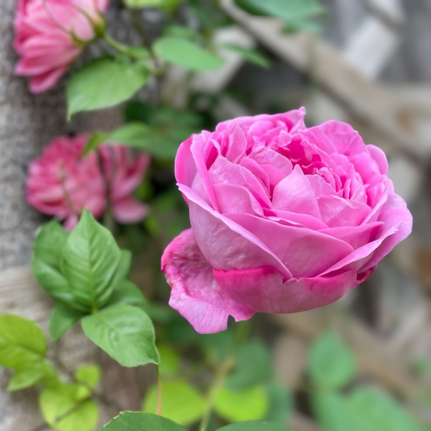 Climbing Rose Plant Cuttings – 3 Fresh Unrooted Rosa spp, Clippings for Home Gardens