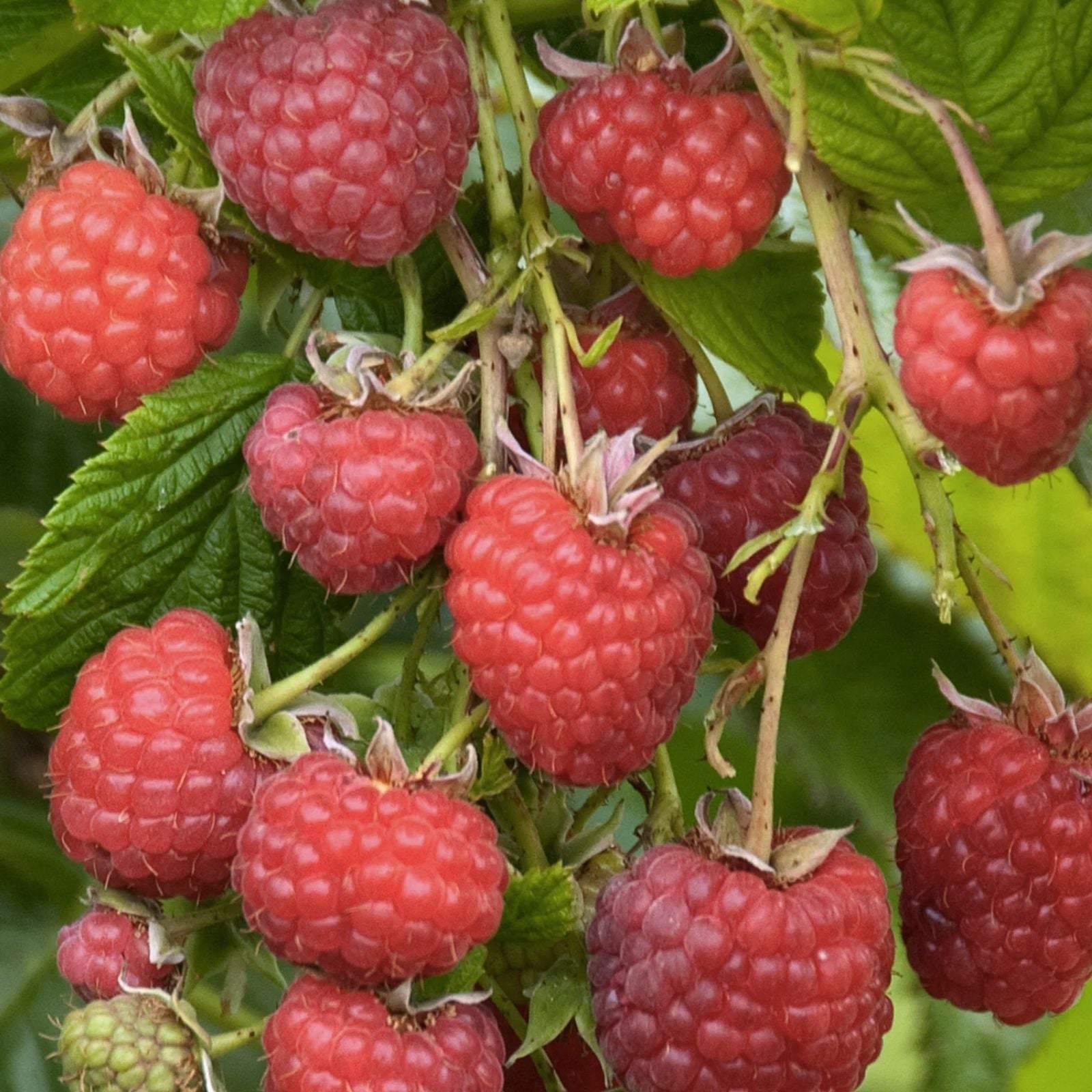 Latham Raspberry Plants – Easy to Grow 2-Year-Old Rubus idaeus – Fruit-bearing Backyard Garden Plants